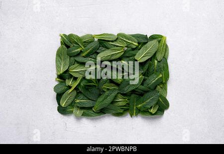 White square frame on flat lay green mint leaves texture top view background. Creative layout in nature concept. Copy space Stock Photo