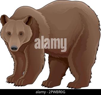 Brown bear. Vector isolated animal. Stock Vector