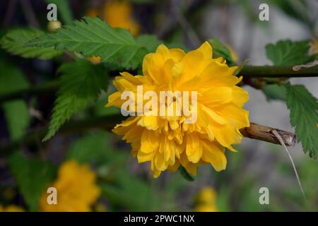 Bright yellow shaggy, fluffy flowers, large bushes Japanese rose, Kerria japonica with green leaves grow on the street of the courtyard of the house. Stock Photo