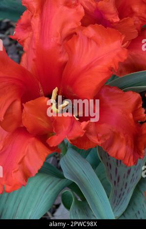 Beautiful, Red, Tulip, Parrot tulip, Tulipa 'Fantasy' Stock Photo