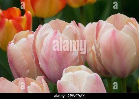 Darwin hybrid Tulip, Creamy, Tulips, Tulipa 'Van Eijk Salmon' Stock Photo