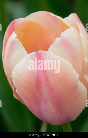 Portrait of Tulipa 'Van Eijk Salmon', Flower, Tulip, Bloom, Cultivar, Darwin hybrid Stock Photo