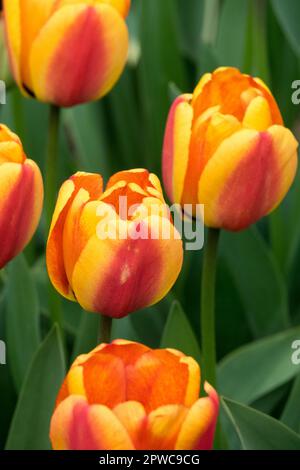 Darwin Tulip, Bloom, Tulipa 'Apeldoorns Elite' Stock Photo