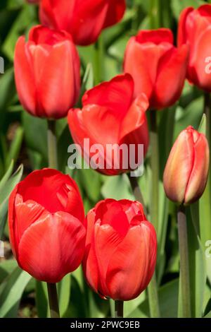 Red tulips garden Stock Photo