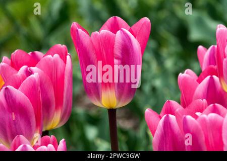 Beautiful, Pink, Tulips, Darwin hybrid Tulip, Bloom, Tulipa 'Light and Dreamy' Stock Photo