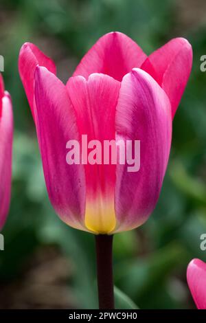 Beautiful, Pink Tulip, Flower, Portrait, Tulipa 'Light and Dreamy' Stock Photo