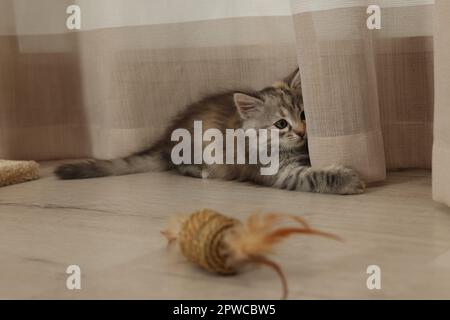 Cute fluffy kitten playing with curtain at home Stock Photo