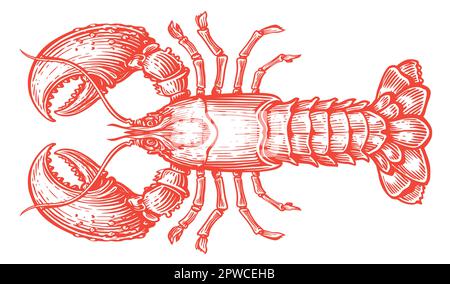 Crayfish isolated on white background. Hand drawn red crawfish, lobster sketch. Seafood vector illustration Stock Vector
