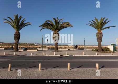 Three palm trees in the evening light on the promenade of Lagos, Faro district, Algarve, Portugal Stock Photo