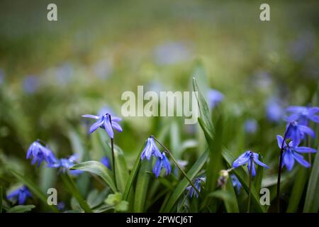 Group of Blue Scilla Flowers in early Spring Time Stock Photo