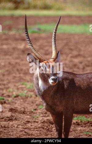 Portrait of a Defassa Waterbuck (Kobus ellipsiprymnus defassa) in the Aberdare National Park in the Aberdare Mountains in Kenya. Stock Photo