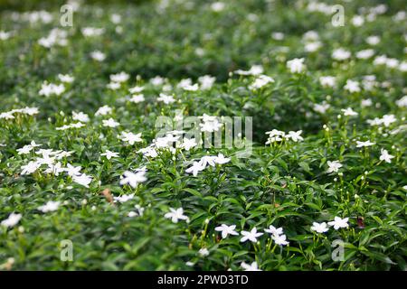 Gerdenia Crape Jasmine in the blooming park Stock Photo