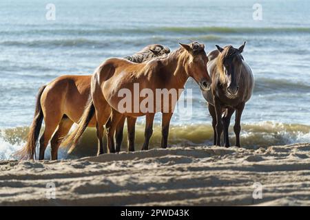 Three wild horses standing at the water's edge as waves roll onto the beach in Corolla, North Carolina in the Outer Banks. Stock Photo
