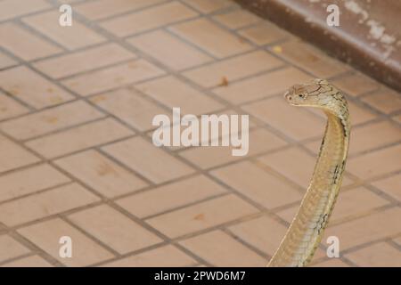 King cobra is raising his head. King cobra is the longest venomous snake in the world. Stock Photo