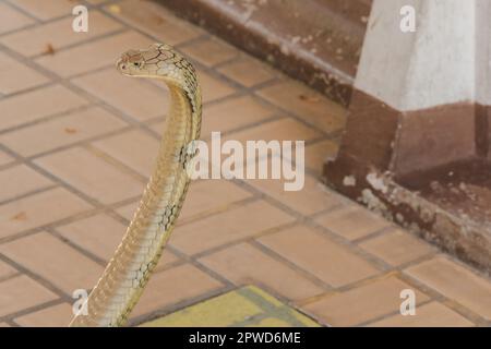 King cobra is raising his head. King cobra is the longest venomous snake in the world. Stock Photo