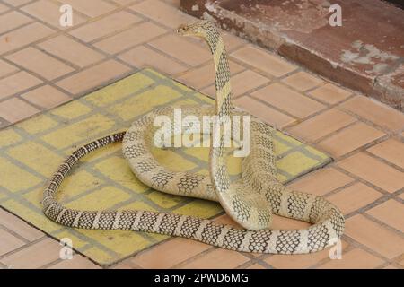 King cobra is raising his head. King cobra is the longest venomous snake in the world. Stock Photo