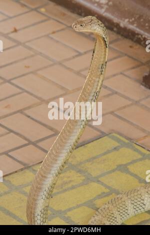 King cobra is raising his head. King cobra is the longest venomous snake in the world. Stock Photo