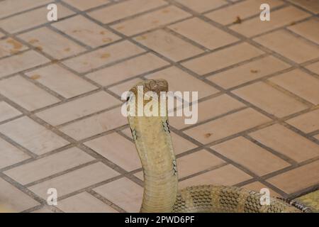 King cobra is raising his head. King cobra is the longest venomous snake in the world. Stock Photo