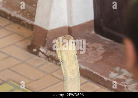 King cobra is raising his head. King cobra is the longest venomous snake in the world. Stock Photo