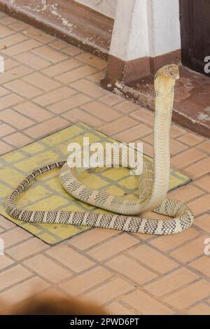 King cobra is raising his head. King cobra is the longest venomous snake in the world. Stock Photo