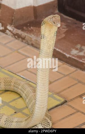 King cobra is raising his head. King cobra is the longest venomous snake in the world. Stock Photo