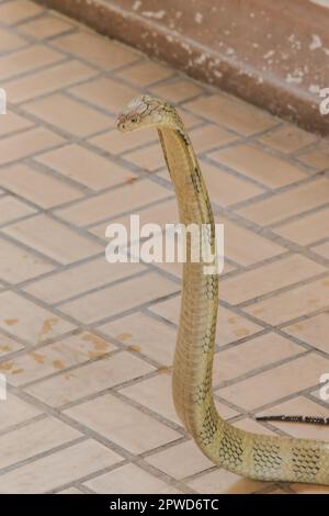 King cobra is raising his head. King cobra is the longest venomous snake in the world. Stock Photo