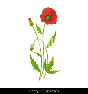 Red poppy, Wild flower vector illustration. Meadow or field flowers, yellow buttercup and dandelion, bells, poppies isolated Stock Vector