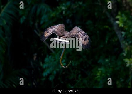 crested serpent eagle with kill Stock Photo