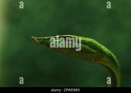 Long-nosed whip snake is a kind of poisonous snake Living most of the tree life Stock Photo