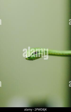 Long-nosed whip snake is a kind of poisonous snake Living most of the tree life Stock Photo