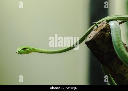 Long-nosed whip snake is a kind of poisonous snake Living most of the tree life Stock Photo