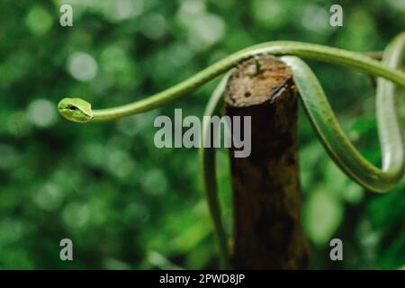 Long-nosed whip snake is a kind of poisonous snake Living most of the tree life Stock Photo