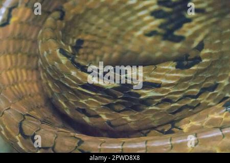 The skin of the dog-toothed cat snake is yellowish brown. Orange brown or reddish brown Stock Photo