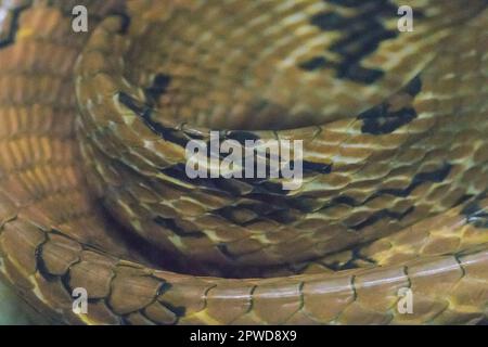 The skin of the dog-toothed cat snake is yellowish brown. Orange brown or reddish brown Stock Photo