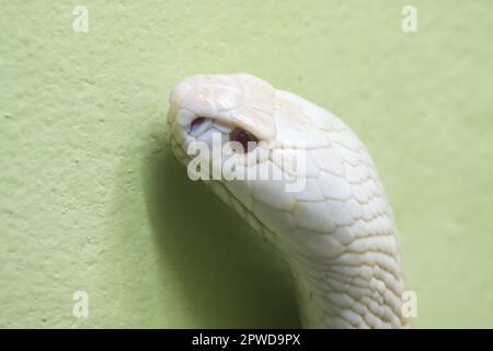 A white cobra looking through the glass closet in the zoo Stock Photo