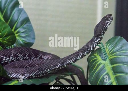 The pitviper on the tree body has a wavy green pattern. A large poisonous snake Stock Photo