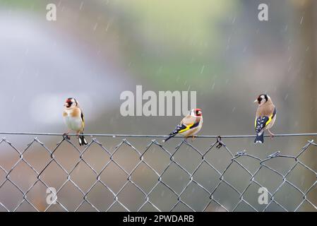 European Goldfinches [ Carduelis carduelis ] three birds on wire fence in the rain Stock Photo