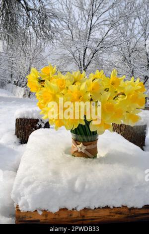Bouquet of blooming yellow daffodils in a vase stand on a wooden table covered with snow in  yard outside in winter Stock Photo