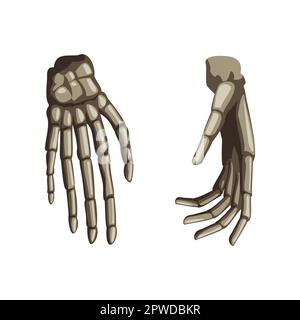 Realistic human skeleton hands cartoon illustration Stock Vector
