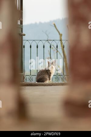 Cute grey and white domestic cat sitting by a balcony or terrace railing looking into the camera through a blurred entrance with hills or mountains Stock Photo