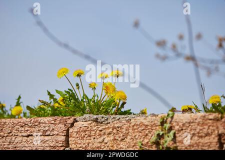 fresh dandelions growing on a wall, sky in the background Stock Photo