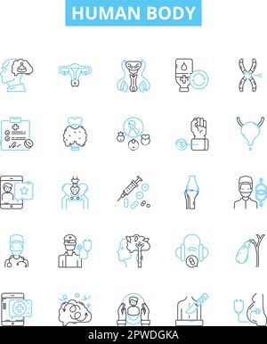 Human body vector line icons set. Anatomy, Physiology, Skeleton, Organ, Muscle, Cell, Thorax illustration outline concept symbols and signs Stock Vector