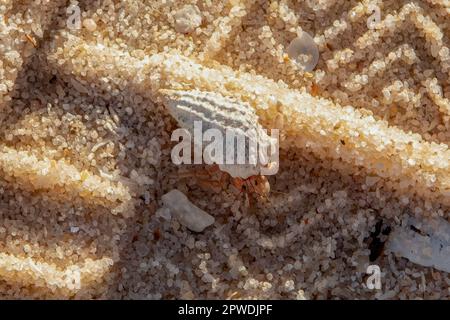 Hermit Crab on Beach at Jalandal, Kimberley Coast, WA, Australia Stock Photo
