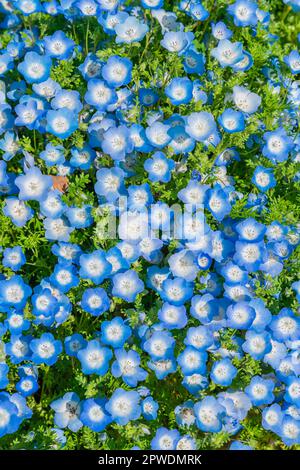 Nemophila (Baby blue eyes) at Hitachi Seaside Park Stock Photo