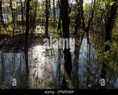 A huge puddle in the park among the trees, on a sunny day Stock Photo