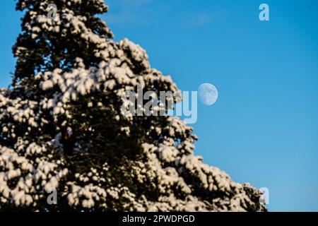 Full moon in the middle of the day hiding behind a tree Stock Photo