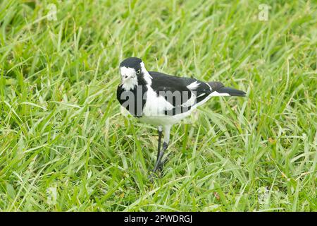 Magpie-lark, Grallina cyanoleuca in Darwin, NT, Australia Stock Photo