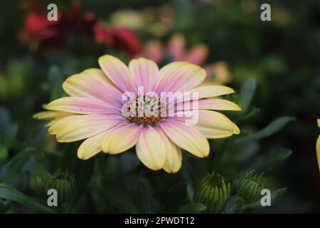 Yellow Garden flowers Dimorphotheca ecklonis. Blooming Cape marguerite or Van Staden's river daisy Stock Photo