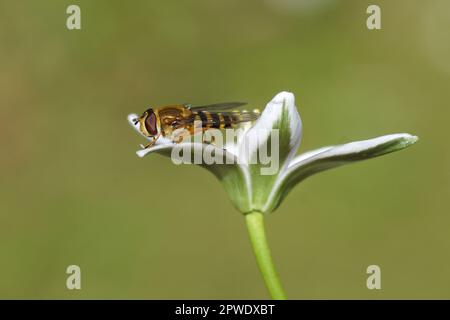 Closeup female hoverfly, Common banded hoverfly, Syrphus ribesii on white flower of Ornithogalum umbellatum, Star-of-Bethlehem, family Asparagaceae. Stock Photo