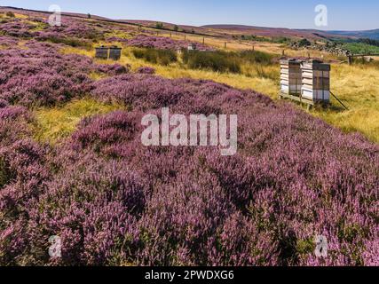 Bee hives amonst the flowering heather plants on the North Yorkshire Moors Stock Photo